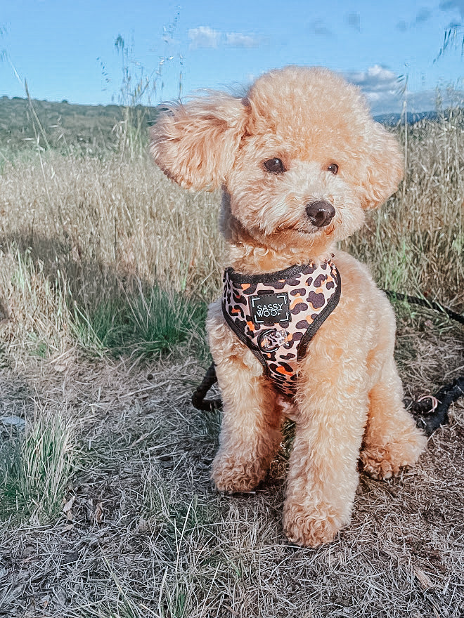 'Sass Gone Wild' Adjustable Dog Harness