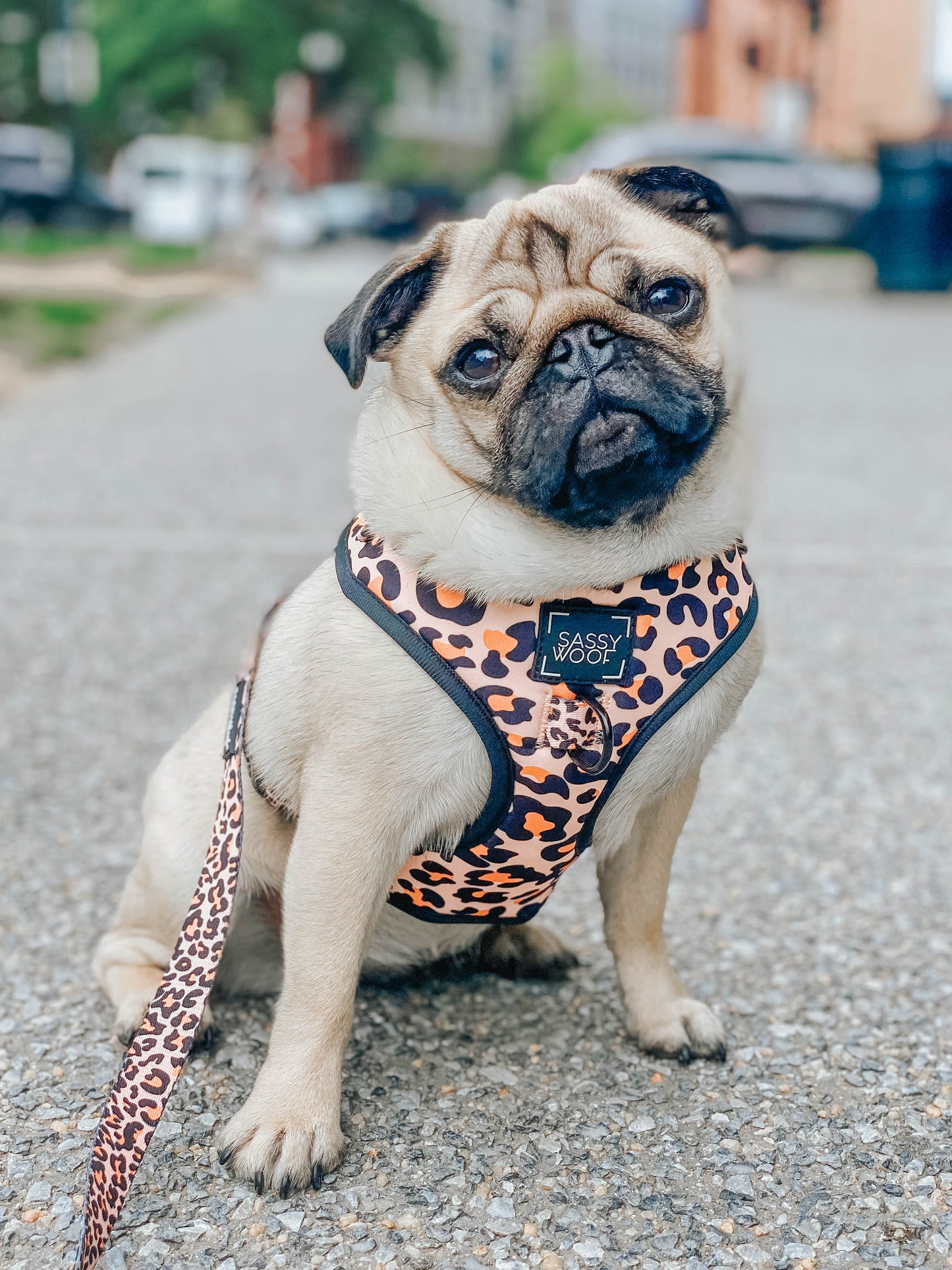 'Sass Gone Wild' Adjustable Dog Harness