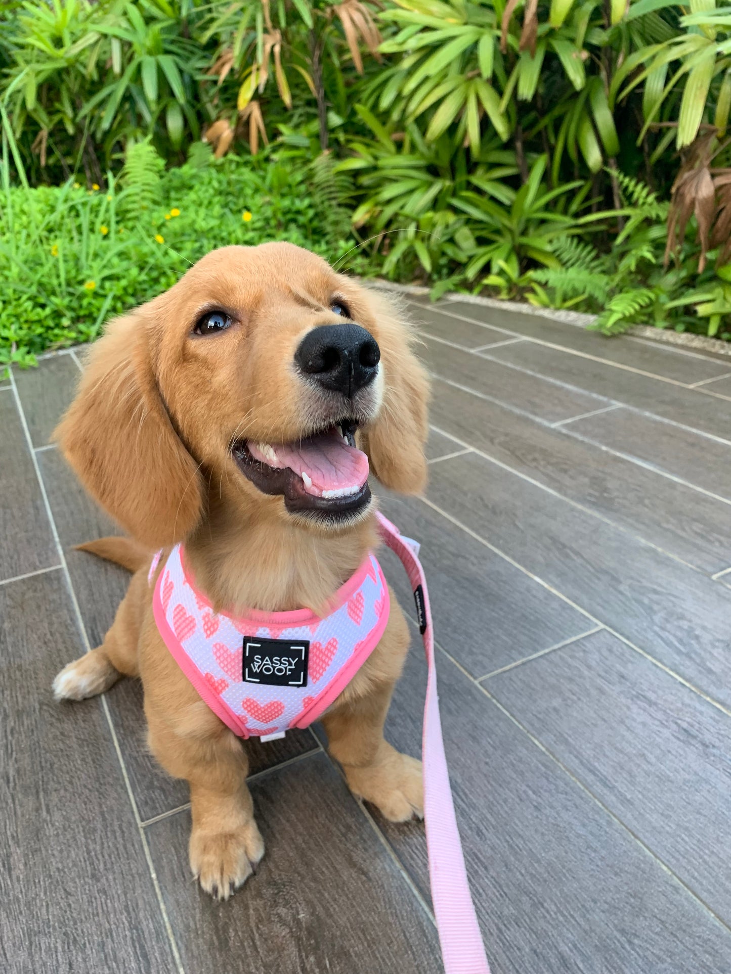'Dolce Rose' Reversible Dog Harness