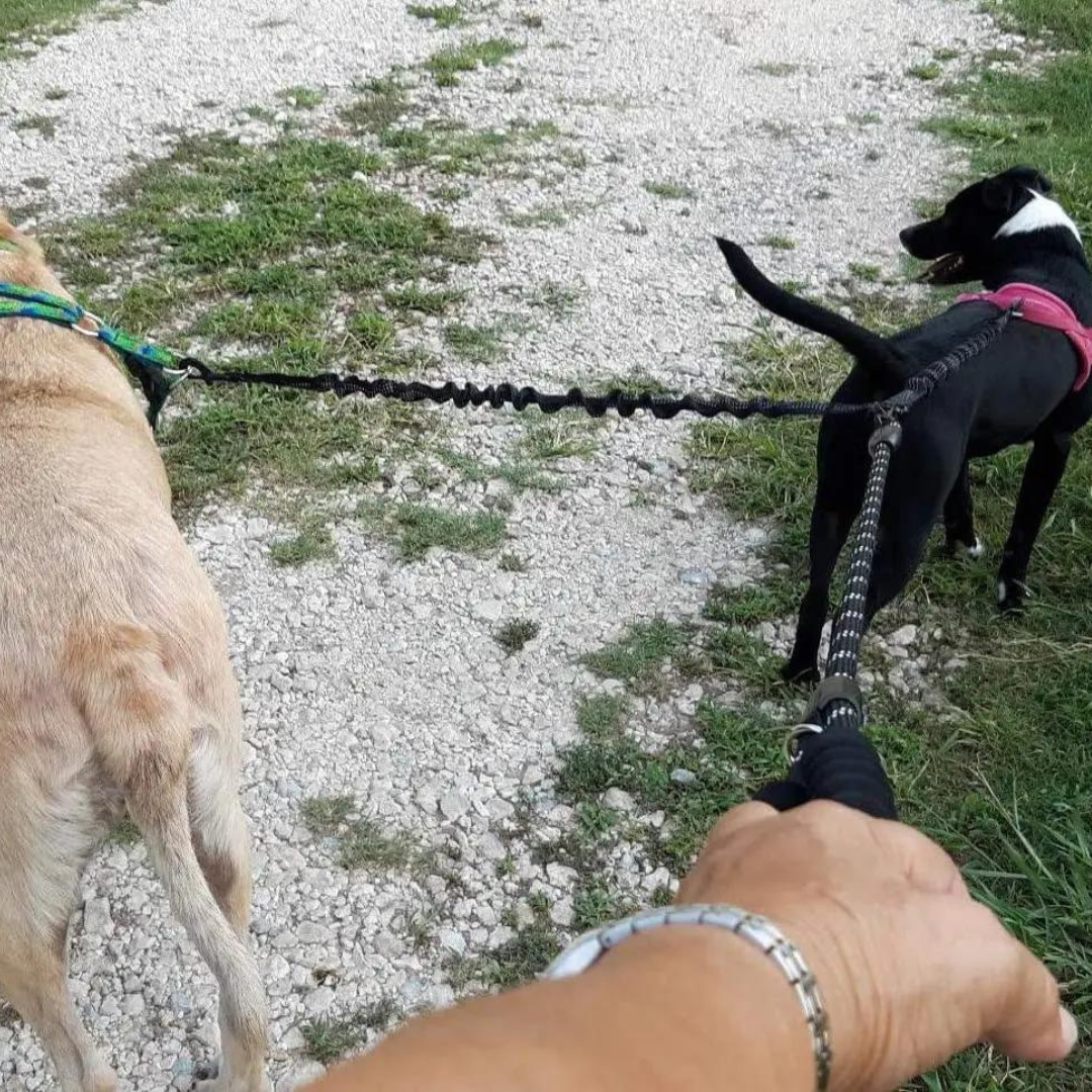 Dual Bungee Leash Extension - Black