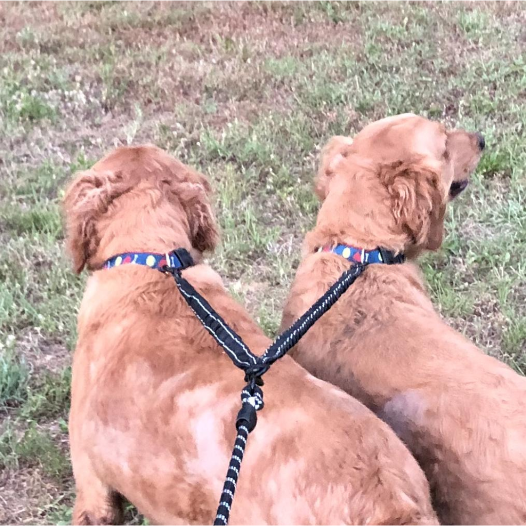 Dual Bungee Leash Extension - Pink