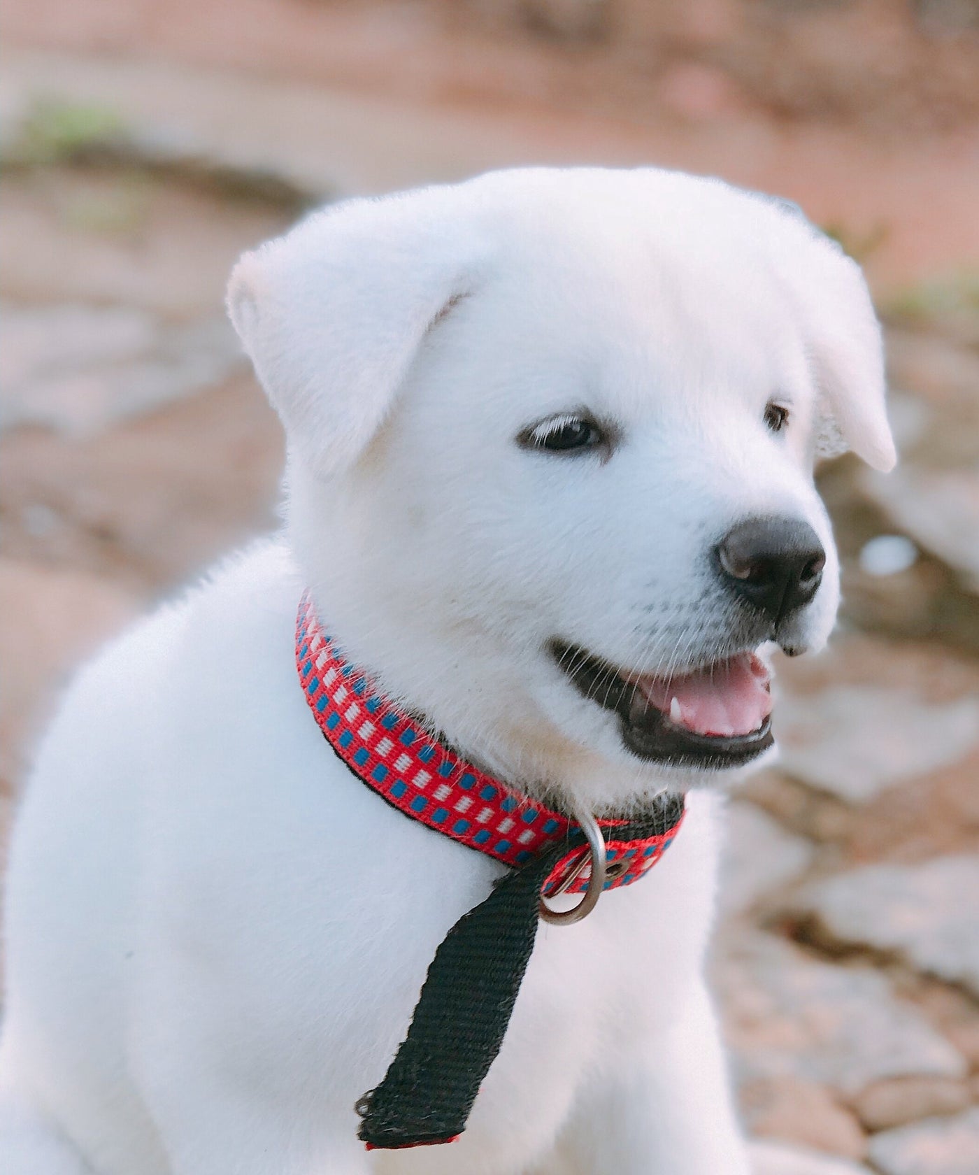 Collars