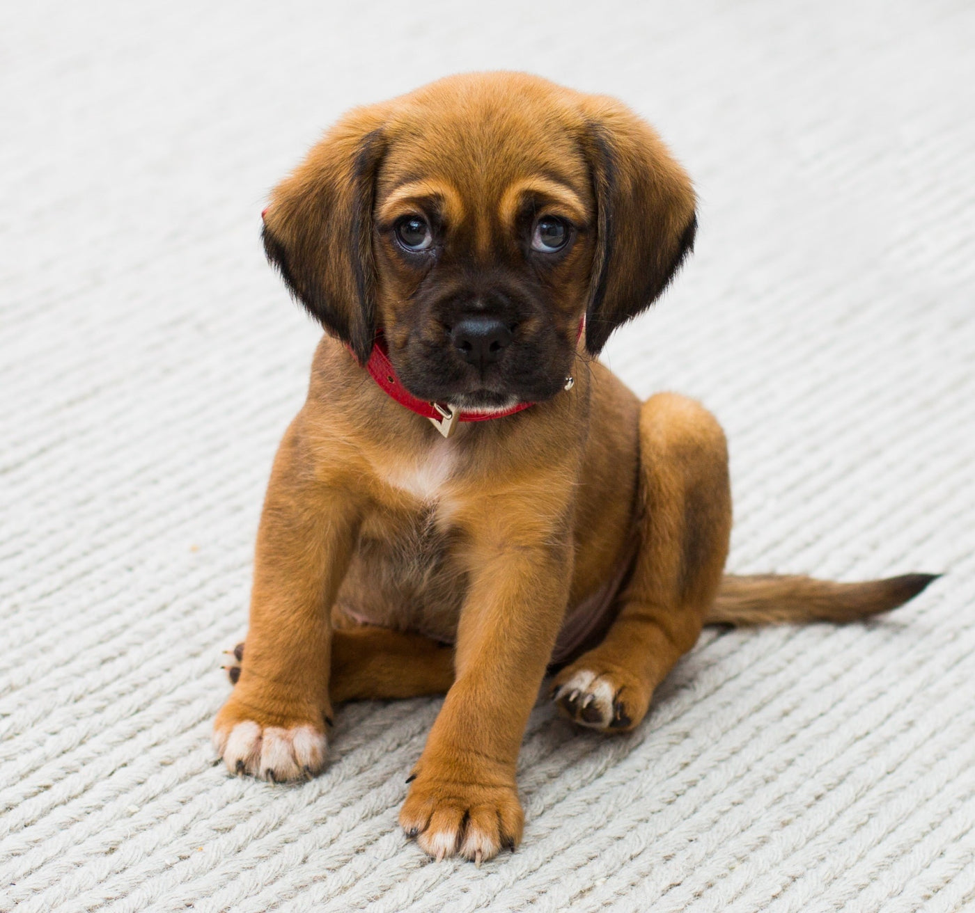 Puppy