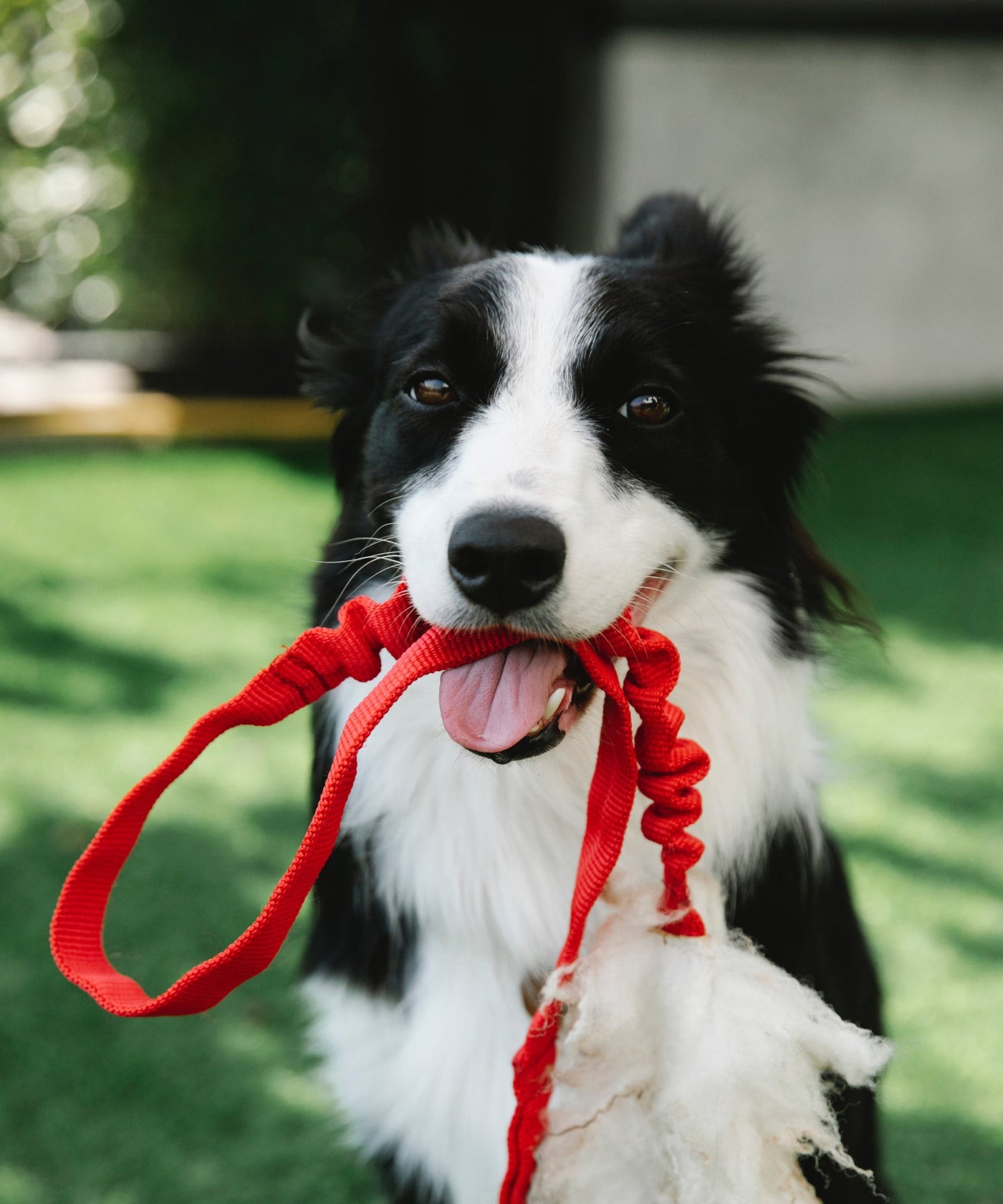 Leashes