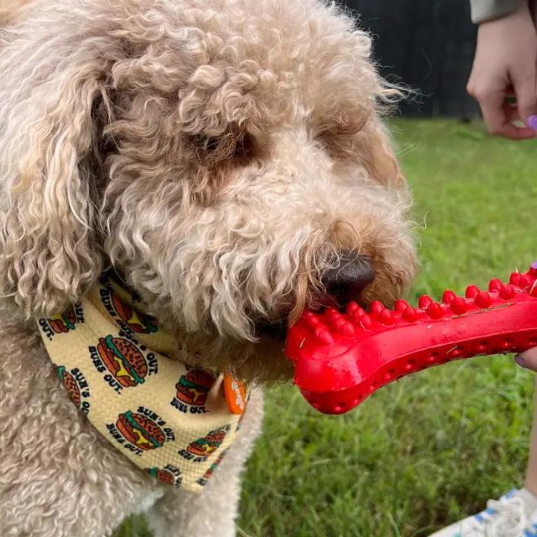 Arlo's Bone