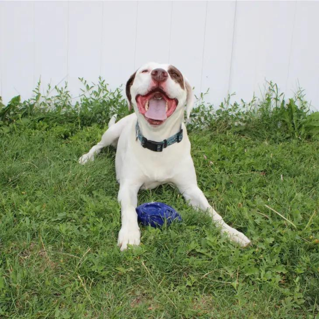 happy white dog with blue hard chewer dog football