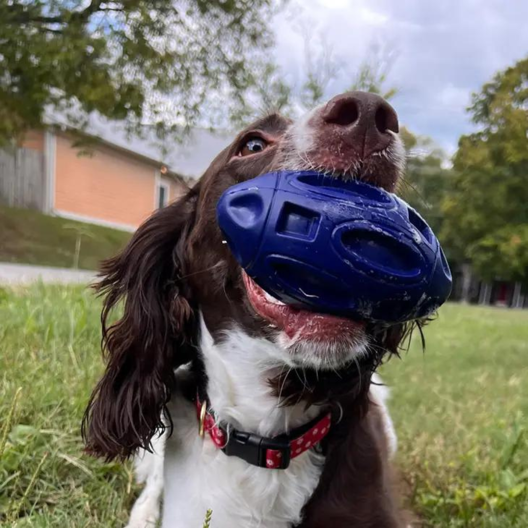 brown and white dog with blue hard chewer football