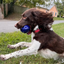 brown and white dog running with blue football in mouth