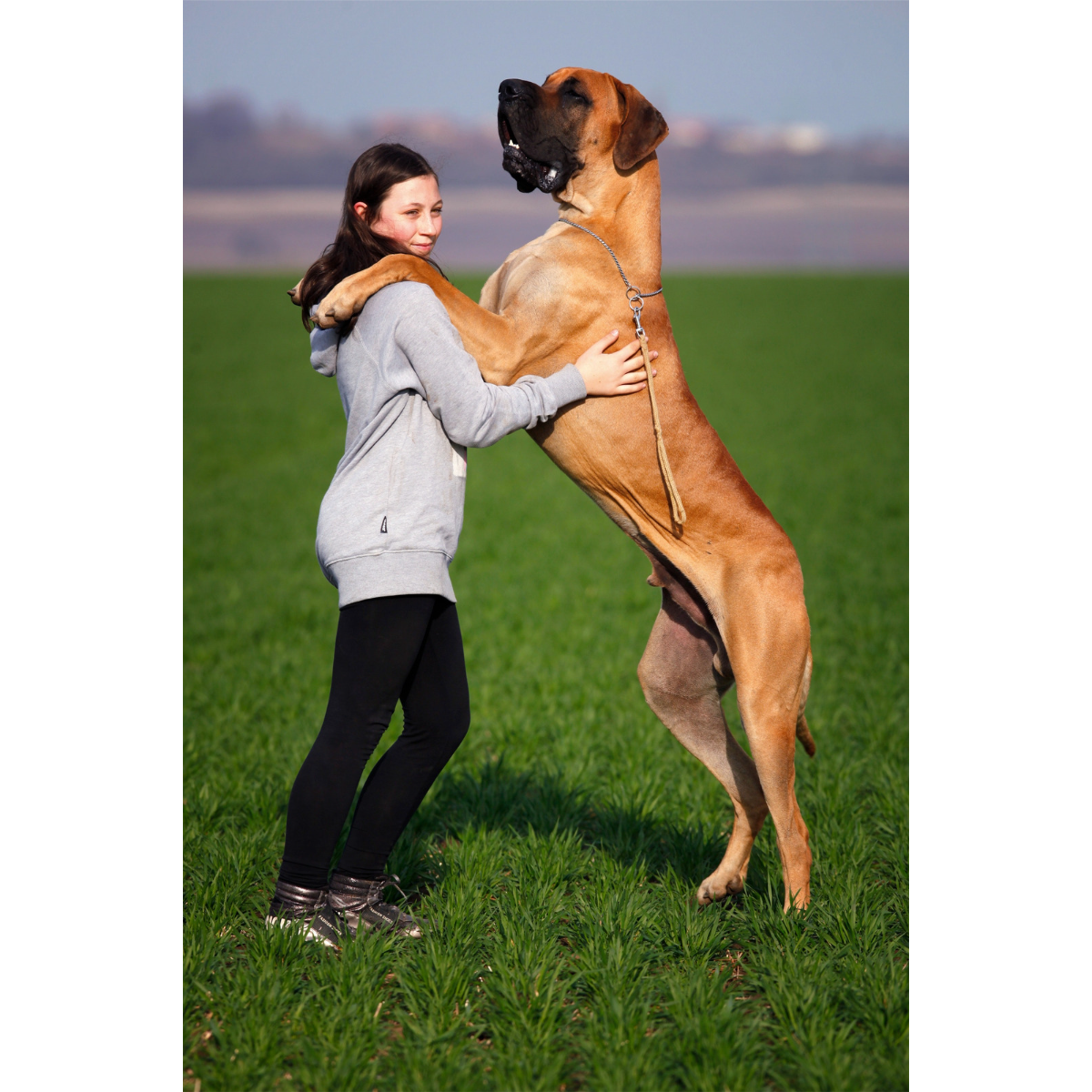 large dog standing with paws on girls shoulders