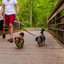 Teton Elastic Dog Leash Coupler - Dark Gray