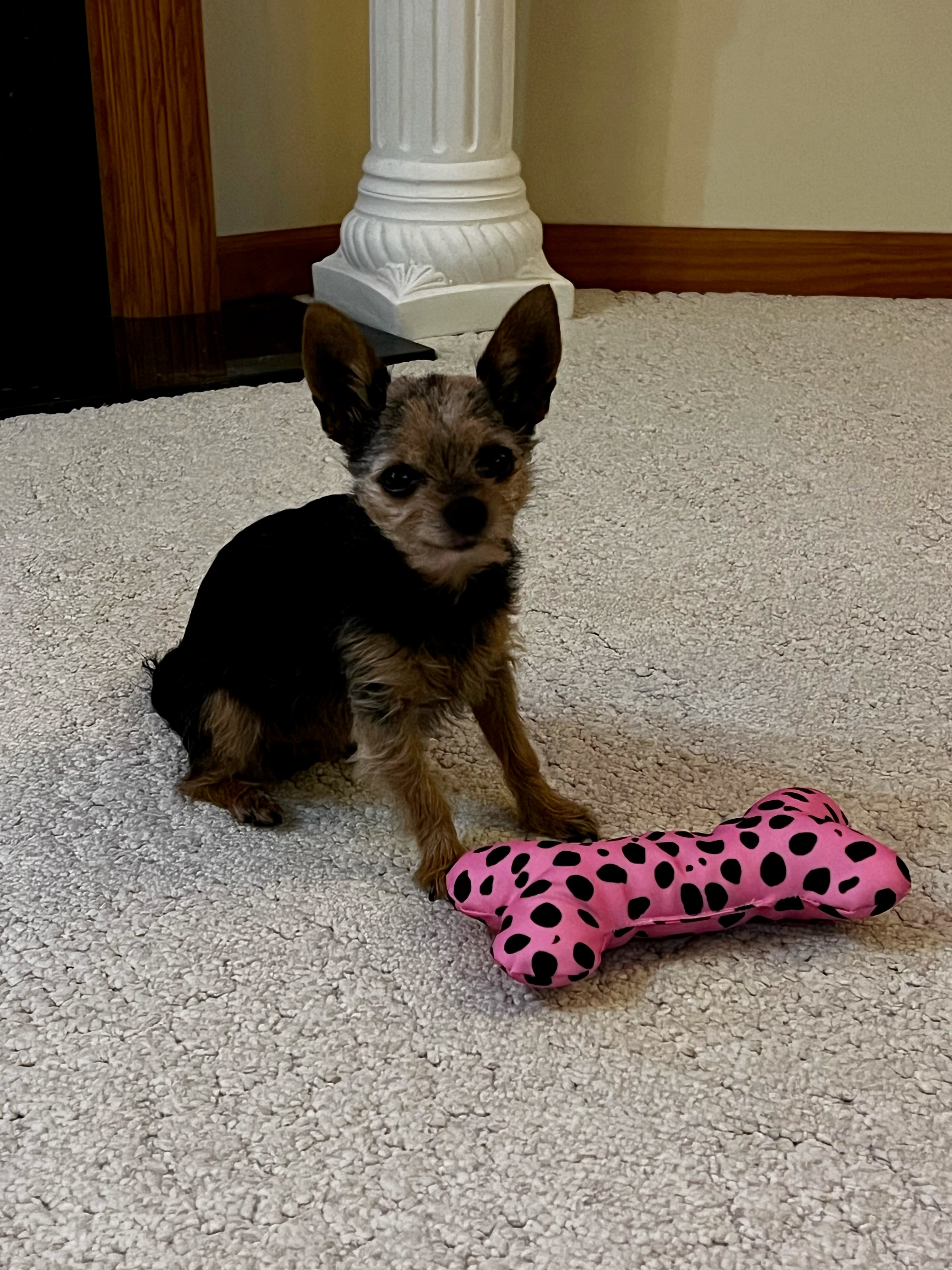 small dog on floor with leopard spotted toy