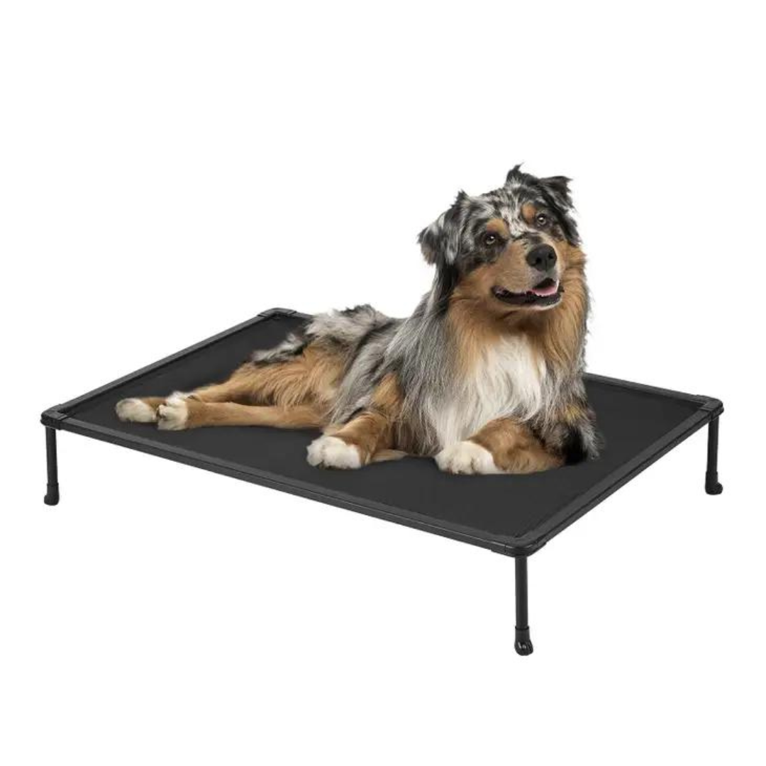 australian shepard lying on raised Zoomie Dog bed