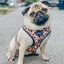 'Sass Gone Wild' Adjustable Dog Harness
