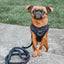 'BG Black' Adjustable Dog Harness