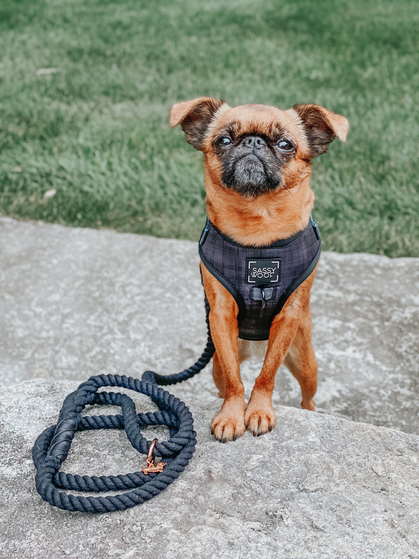 'BG Black' Adjustable Dog Harness