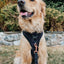 'BG Black' Adjustable Dog Harness
