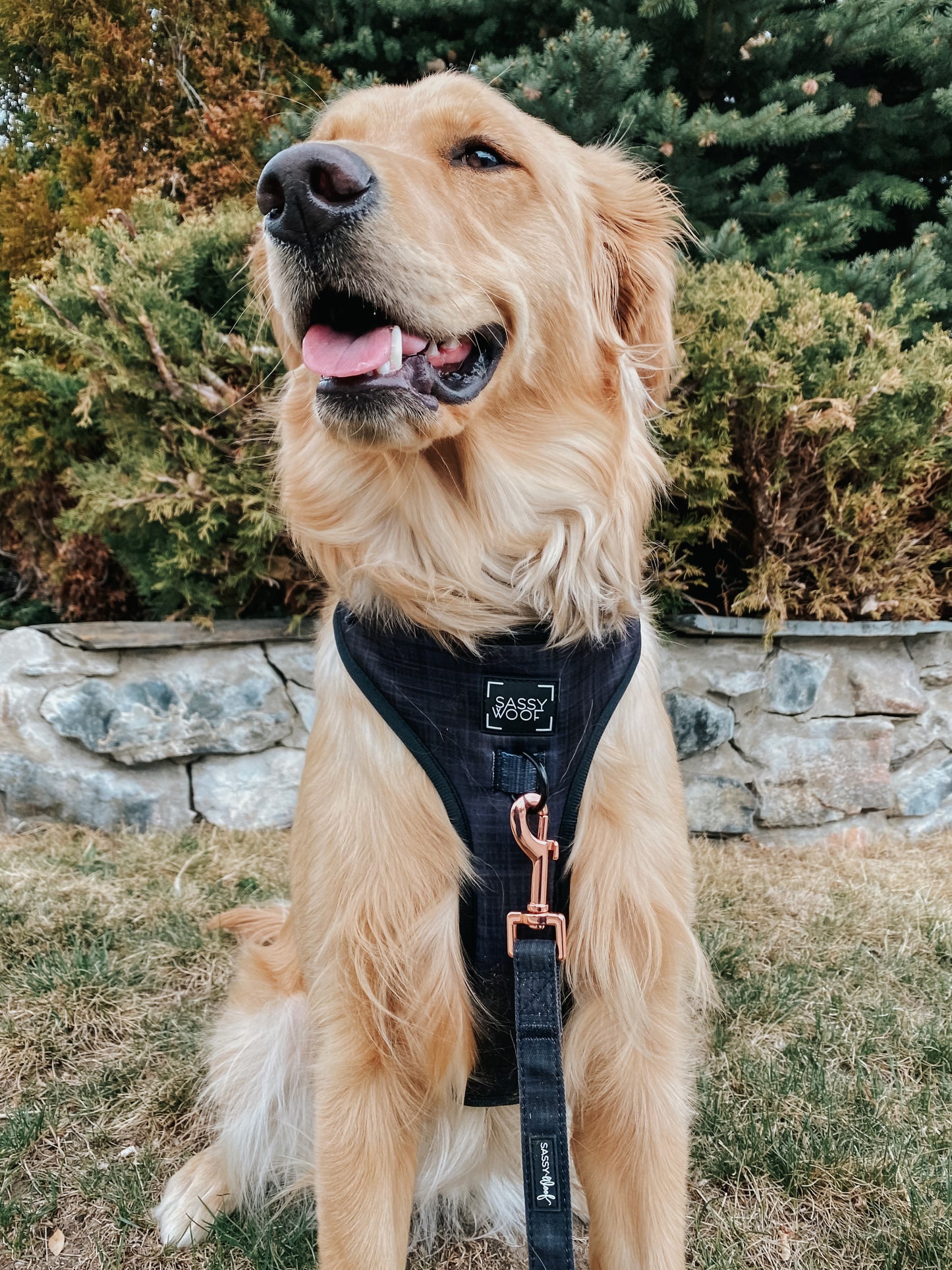 'BG Black' Adjustable Dog Harness