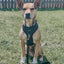 'BG Black' Adjustable Dog Harness