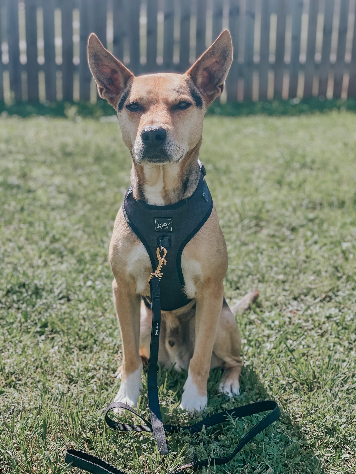 'BG Black' Adjustable Dog Harness