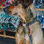 'BG Black' Fabric Dog Leash
