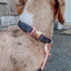 'BG Black' Dog Collar
