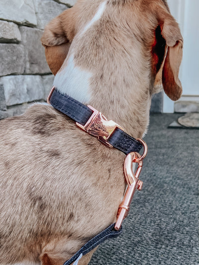 'BG Black' Dog Collar