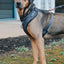 'BG Black' Adjustable Dog Harness