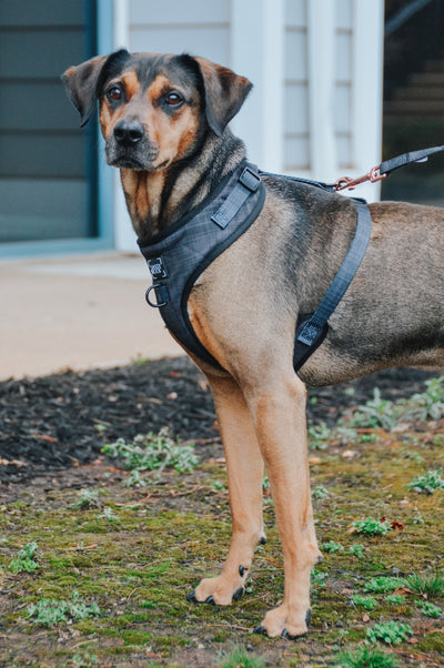 'BG Black' Adjustable Dog Harness