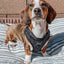 'BG Black' Adjustable Dog Harness