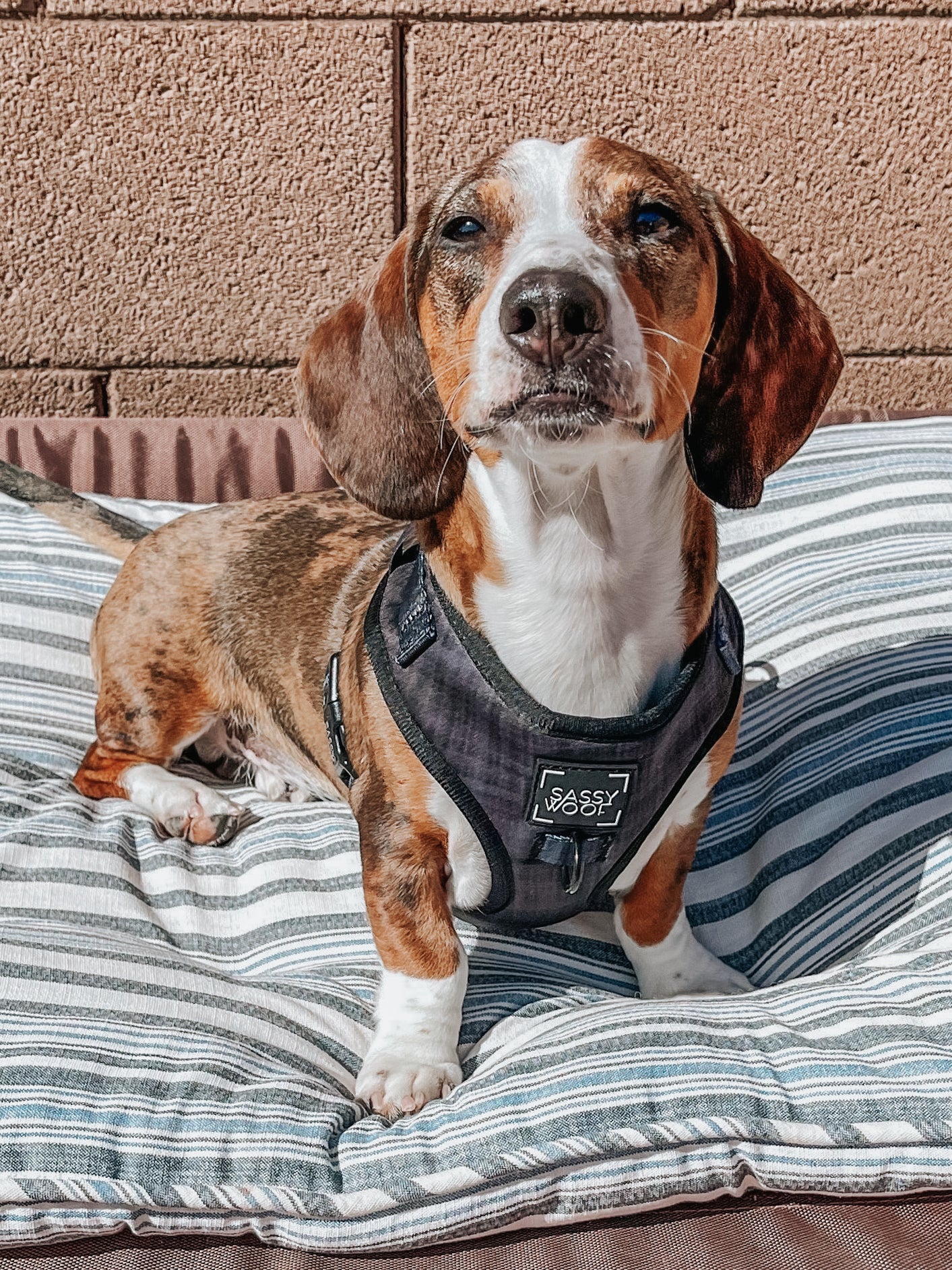 'BG Black' Adjustable Dog Harness