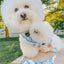 'Blueberry Lemonade' Dog Waste Bag Holder