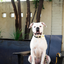 Daisy Black & Yellow Floral Dog Leash