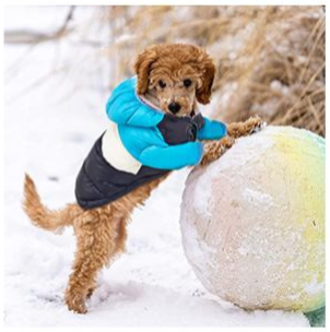 Ozzie Dog Winter Coat - 2 colors