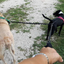 Dual Bungee Leash Extension - Pink