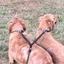 Dual Bungee Leash Extension - Pink