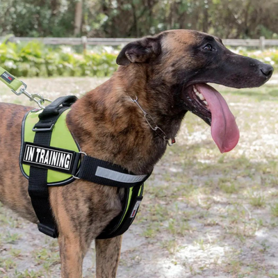 3D Rubber Removable Harness Patches - IN TRAINING