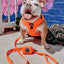 'Neon Orange' Dog Waste Bag Holder