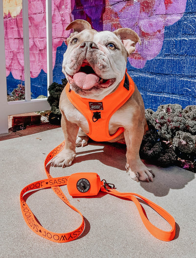 'Neon Orange' Dog Waste Bag Holder