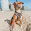 'Sass Gone Wild' Adjustable Dog Harness