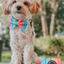'Sassy Stripes' Dog Waste Bag Holder
