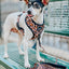 'Sass Gone Wild' Fabric Dog Leash