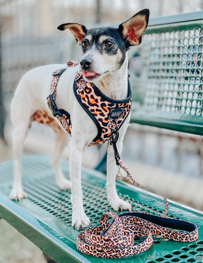 'Sass Gone Wild' Fabric Dog Leash